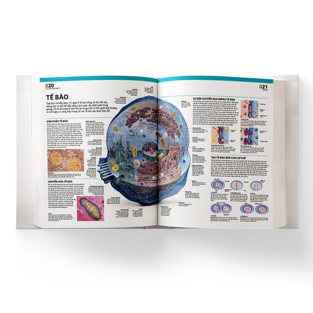 Atlas giải phẫu cơ thể người - Tác giả: BS. Alice Roberts - Ảnh 2