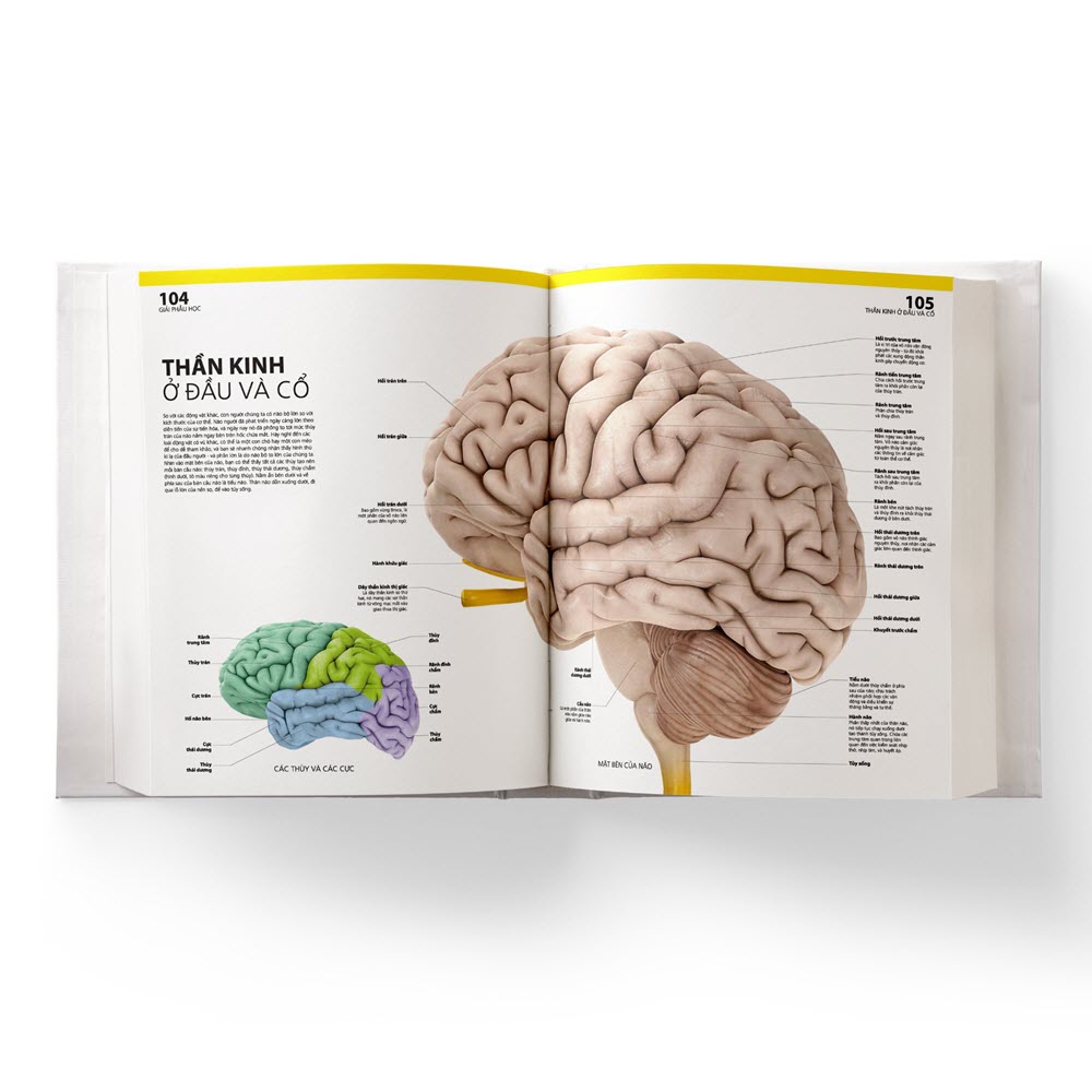 Atlas giải phẫu cơ thể người - Tác giả: BS. Alice Roberts - Ảnh 3