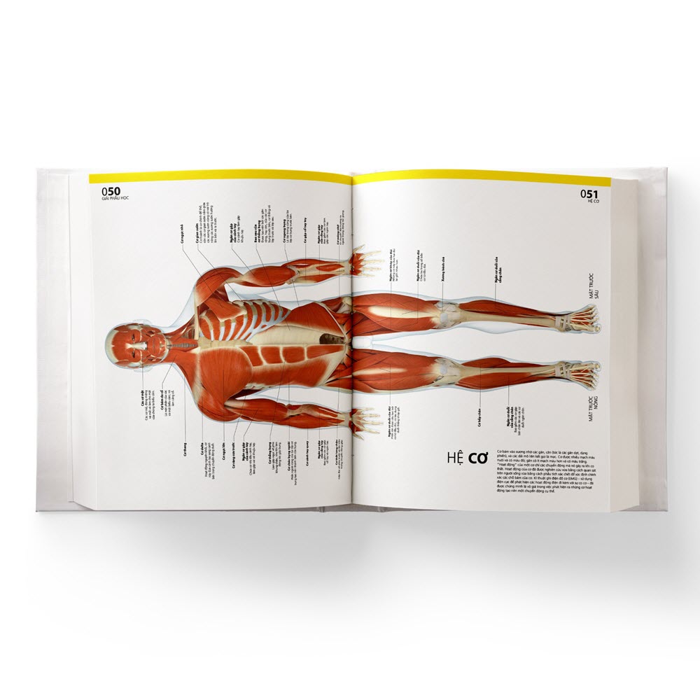 Atlas giải phẫu cơ thể người - Tác giả: BS. Alice Roberts - Ảnh 4